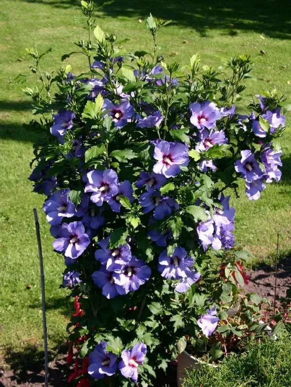 Bluebird_Hibiscus_Plant_For_Gradening