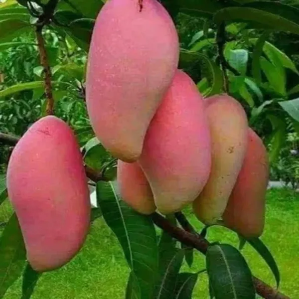 Red_Banana_Mango_Plant_Grafted
