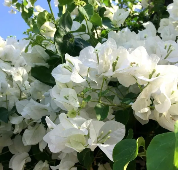 Bougainvillea_Glabra_Snow_White_?_Flowering_Plant