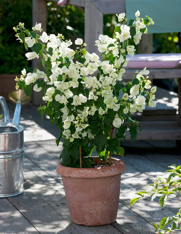 Bougainvillea_Glabra_Snow_White_?_Flowering_Plant