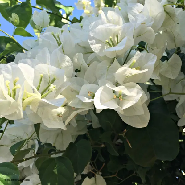 Bougainvillea_Glabra_Snow_White_?_Flowering_Plant