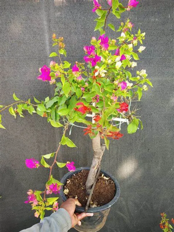 Bougainvillea_Multicolor_Grafted_Flowering__Plant_(Pack_Of_1)