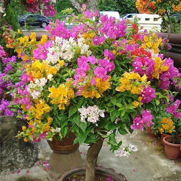 Bougainvillea_Multicolor_Grafted_Flowering__Plant_(Pack_Of_1)
