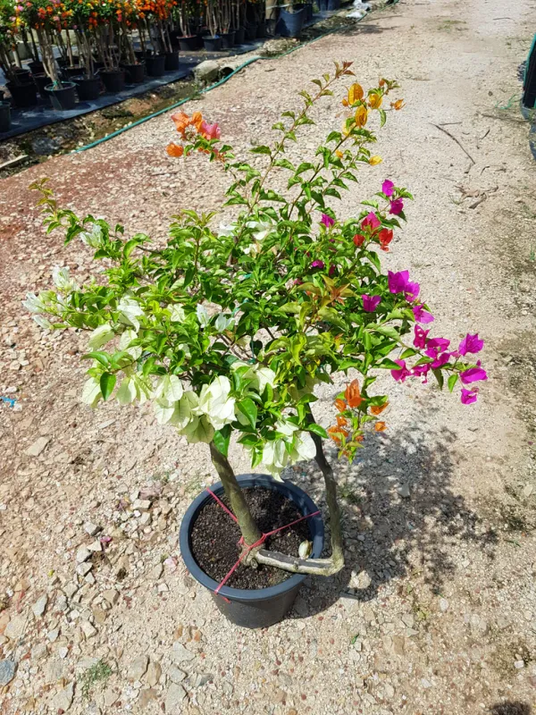 Bougainvillea_Multicolor_Grafted_Flowering__Plant_(Pack_Of_1)