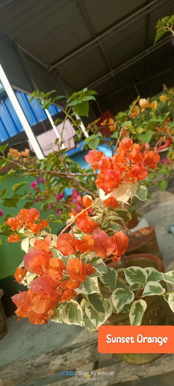 Attractive_Bougainvillea_Orange_Flower_Plant_(Pack_Of_1)