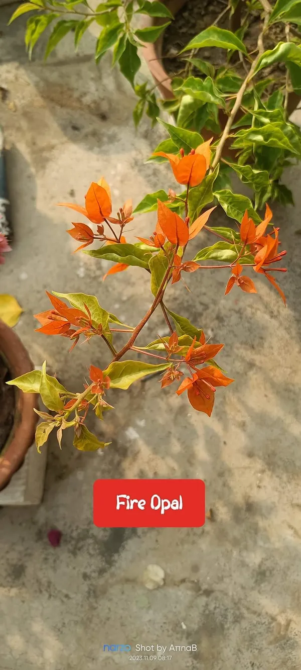 Attractive_Bougainvillea_Orange_Flower_Plant_(Pack_Of_1)