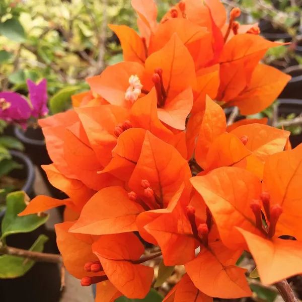 Bougainvillea_Orange_Orchid_(Grafted)?_Flowering_Plant_(Pack_Of_1)