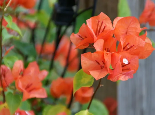 Bougainvillea_Orange_Orchid_(Grafted)?_Flowering_Plant_(Pack_Of_1)