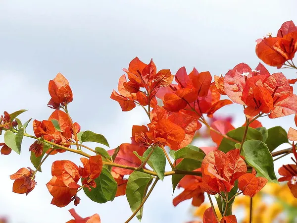 Bougainvillea_Orange_Orchid_(Grafted)?_Flowering_Plant_(Pack_Of_1)