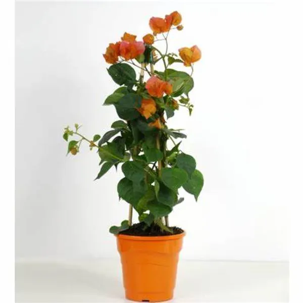 Bougainvillea_Orange_Orchid_(Grafted)?_Flowering_Plant_(Pack_Of_1)