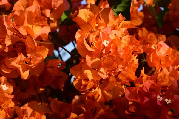 Bougainvillea_Orange_Orchid_(Grafted)?_Flowering_Plant_(Pack_Of_1)