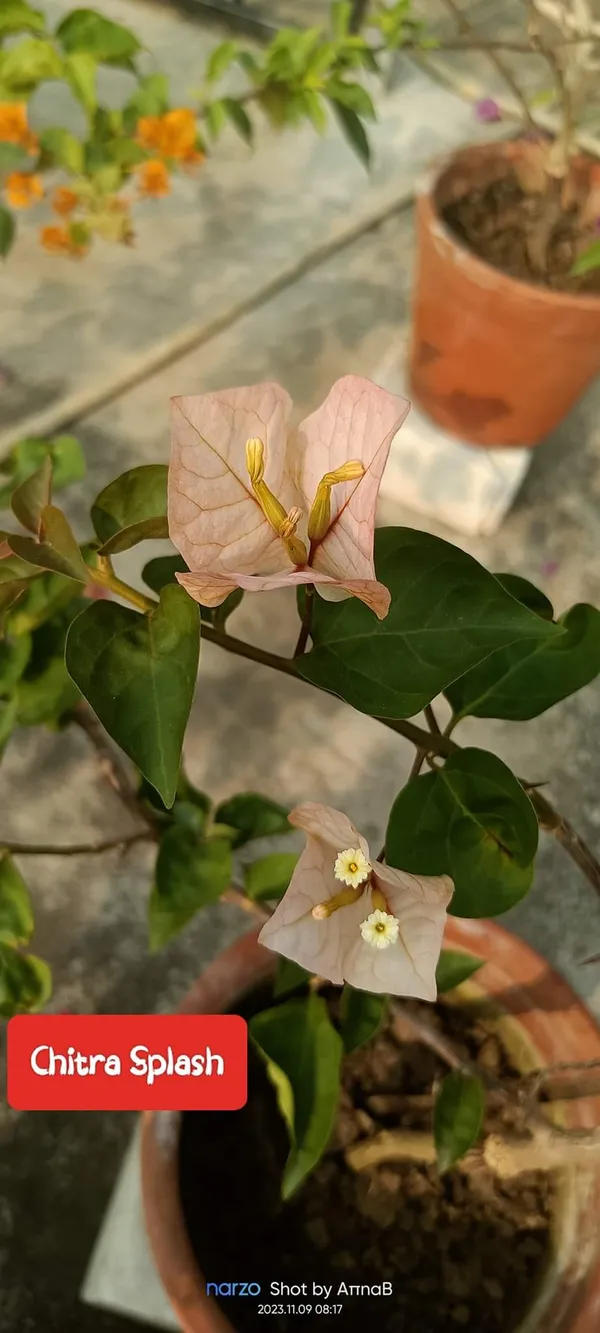 Bougainvillea_Peach__Flower_Plant_(_Pack_Of_1_)