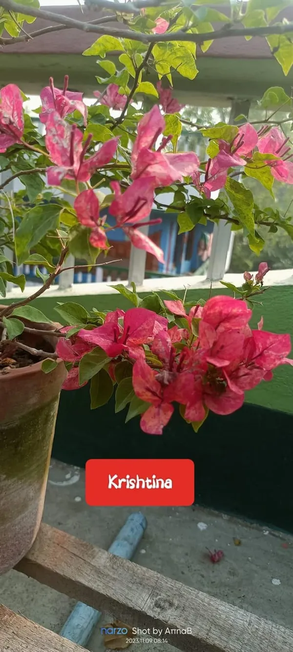 Bougainvillea_Peach__Flower_Plant_(_Pack_Of_1_)
