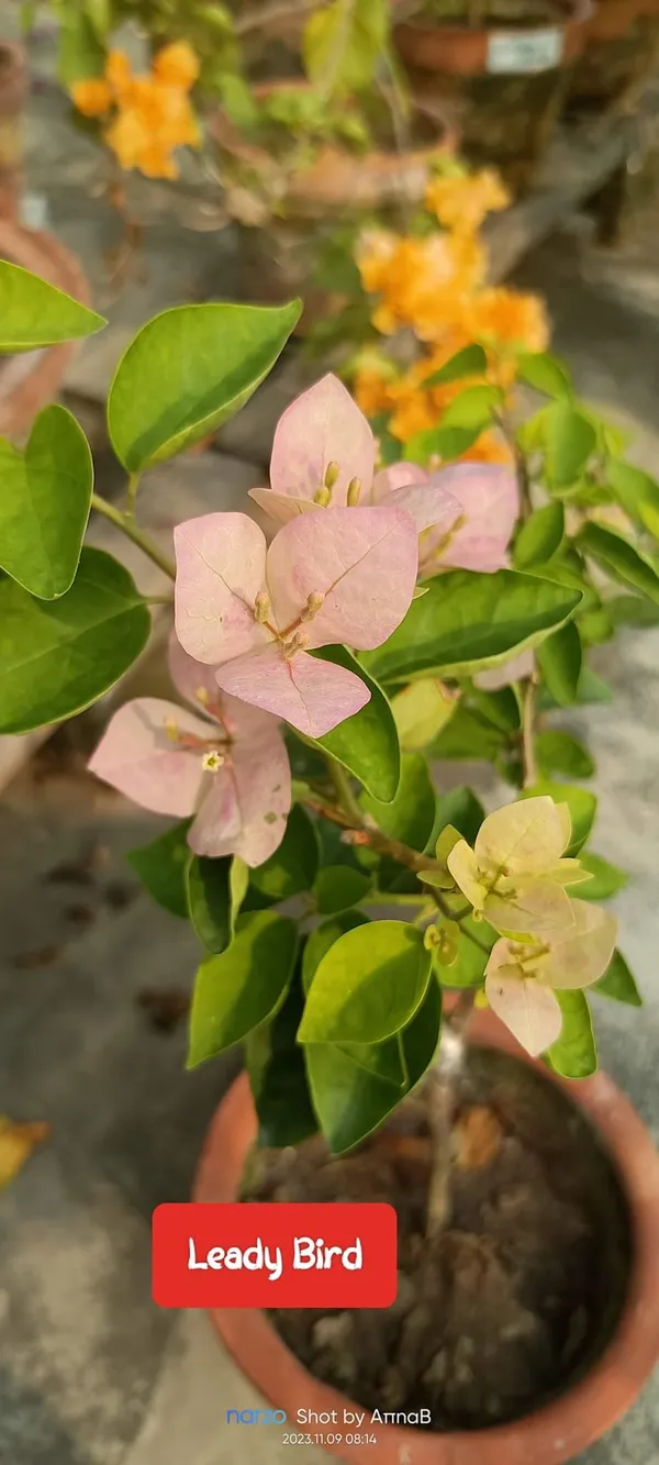 Bougainvillea_Peach__Flower_Plant_(_Pack_Of_1_)