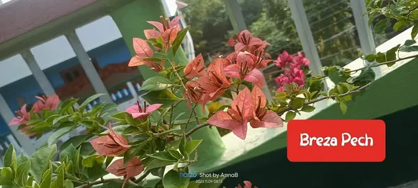 Bougainvillea_Peach__Flower_Plant_(_Pack_Of_1_)