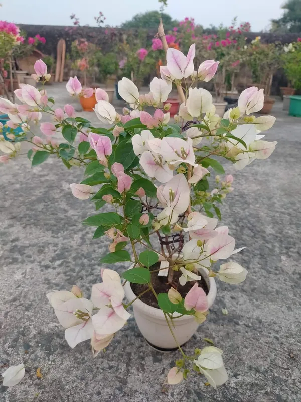 Bougainvillea_White__Flower_Plant_(Pack_Of_1)