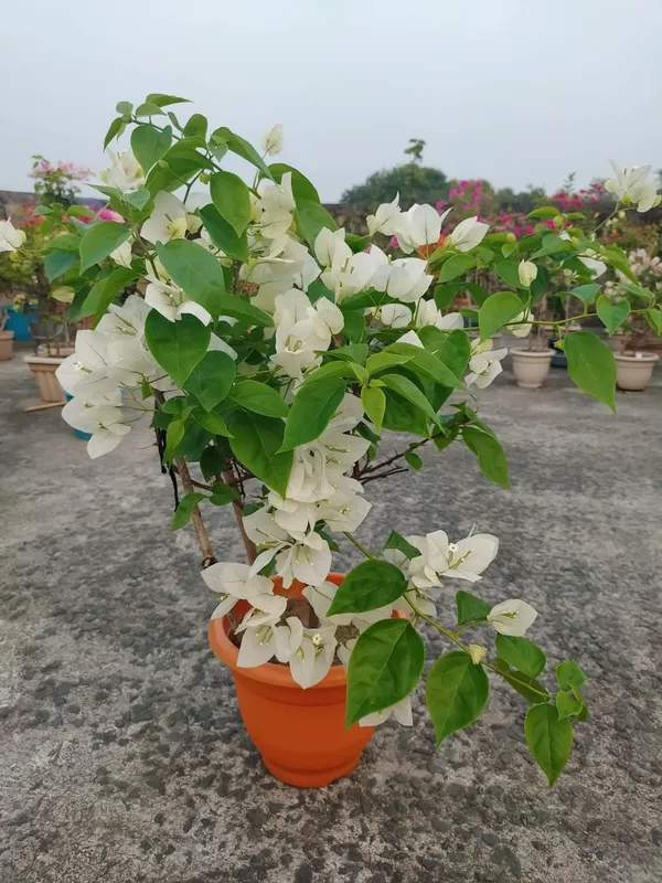 Bougainvillea_White__Flower_Plant_(Pack_Of_1)
