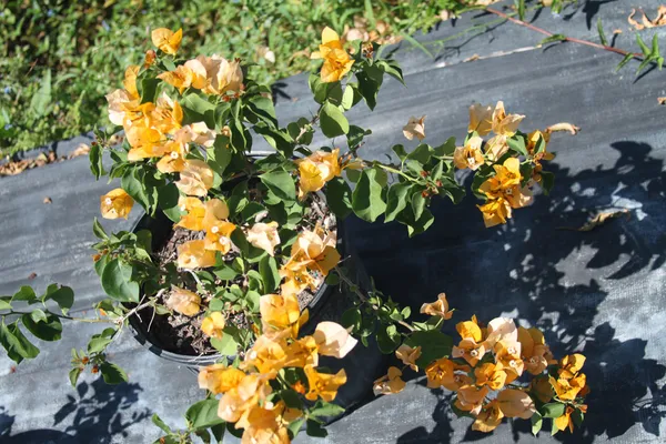 Bougainvillea_Yellow_Mini_(Grafted)_?_Flowering_Plant_(Pack_Of_1)