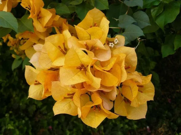 Bougainvillea_Yellow_Mini_(Grafted)_?_Flowering_Plant_(Pack_Of_1)