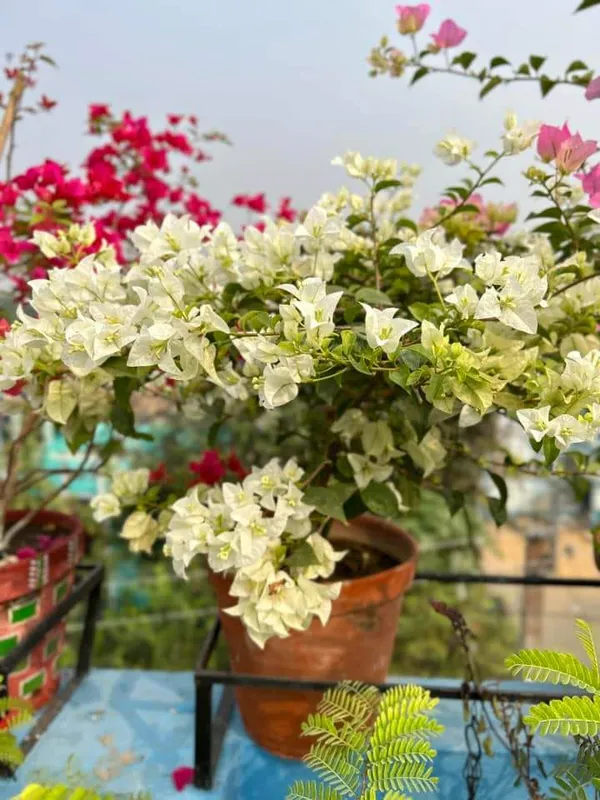 Bougainvillea_(Grafted)_Flower_1.5-3.5_Ft__Plant_(_Pack_Of_1_)