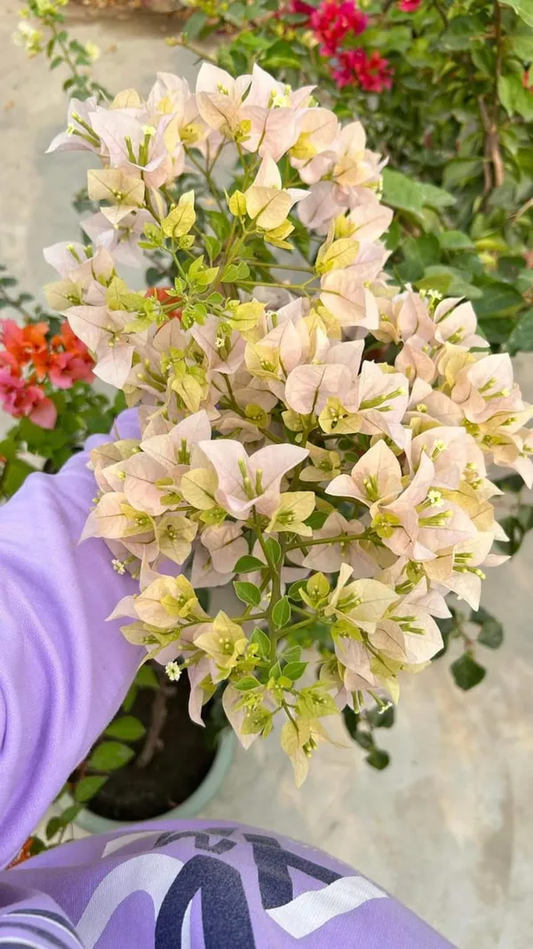 Bougainvillea_(Grafted)_Flower_1.5-3.5_Ft__Plant_(_Pack_Of_1_)