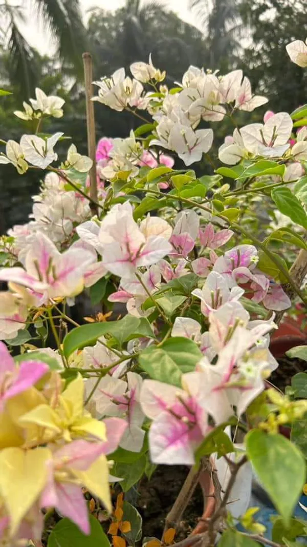 Bougainvillea_(Grafted)_Flower_1.5-3.5_Ft__Plant_(_Pack_Of_1_)