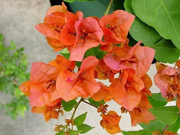 Bougainvillea_Orange_Roseville_Thoka_(Grafted)_?_Flowering_Plant_(_Hybrid,_Pack_Of_1)