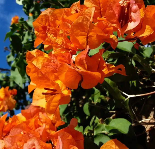 Bougainvillea_Orange_Roseville_Thoka_(Grafted)_?_Flowering_Plant_(_Hybrid,_Pack_Of_1)
