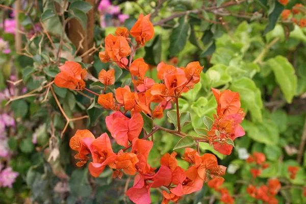 Bougainvillea_Orange_Roseville_Thoka_(Grafted)_?_Flowering_Plant_(_Hybrid,_Pack_Of_1)