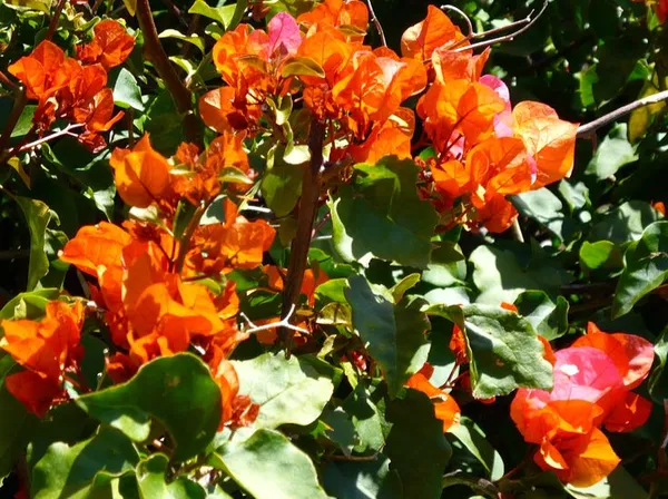 Bougainvillea_Orange_Roseville_Thoka_(Grafted)_?_Flowering_Plant_(_Hybrid,_Pack_Of_1)