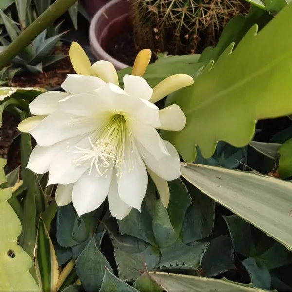 Brahma_Kamal_Flowering_Plant_(White)_(Pack_Of_1)