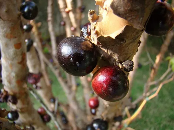 Brazilian_Grapes_Exotic_Fruit_Plant/Jabuticaba_Plant_(Pack_Of_1)