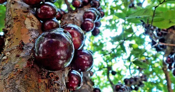 Brazilian_Grapes_Exotic_Fruit_Plant/Jabuticaba_Plant_(Pack_Of_1)