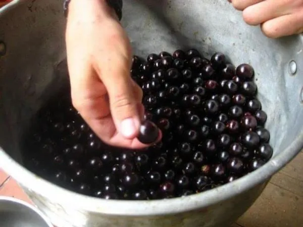 Brazilian_Grapes_Exotic_Fruit_Plant/Jabuticaba_Plant_(Pack_Of_1)