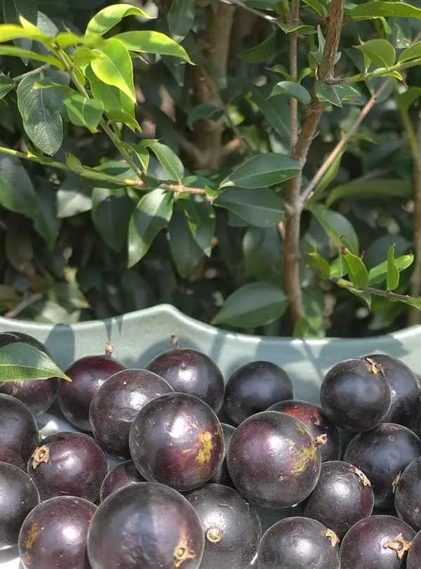 Brazilian_Grapes_Exotic_Fruit_Plant/Jabuticaba_Plant_(Pack_Of_1)