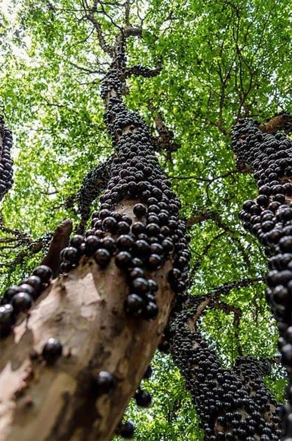 Brazilian_Grapes_Exotic_Fruit_Plant/Jabuticaba_Plant_(Pack_Of_1)