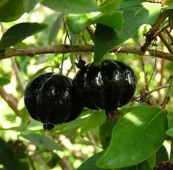 Brazilian_Hybrid_Black_Cherry_Fruit_Plant_(Pack_Of_1)