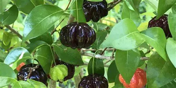 Brazilian_Hybrid_Black_Cherry_Fruit_Plant_(Pack_Of_1)