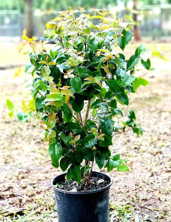 Brazilian_Hybrid_Black_Cherry_Fruit_Plant_(Pack_Of_1)