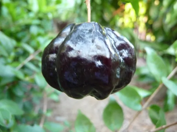 Brazilian_Hybrid_Black_Cherry_Fruit_Plant_(Pack_Of_1)