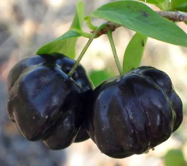 Brazilian_Hybrid_Black_Cherry_Fruit_Plant_(Pack_Of_1)
