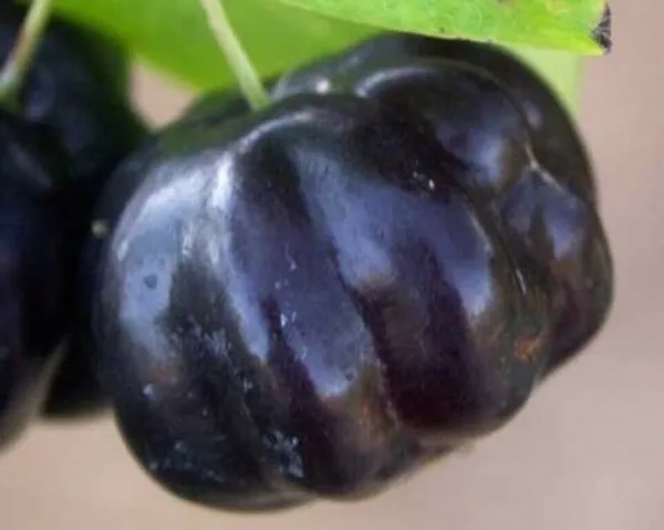 Brazilian_Hybrid_Black_Cherry_Fruit_Plant_(Pack_Of_1)