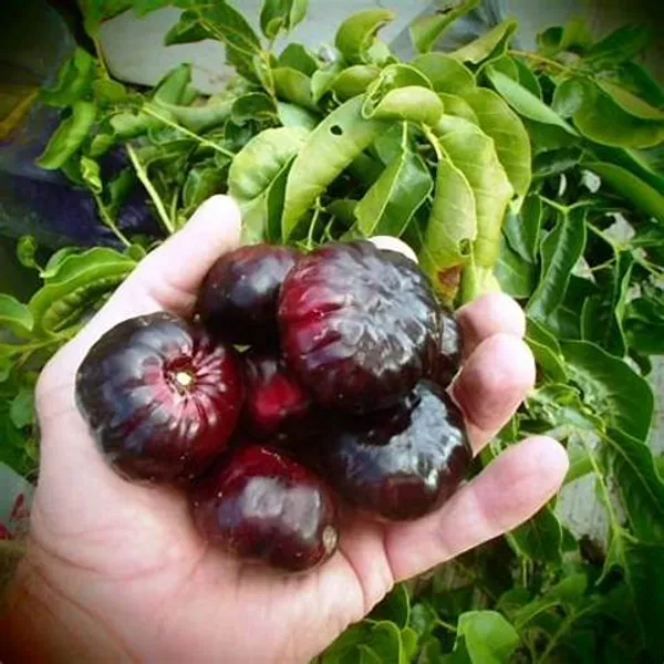 Brazilian_Hybrid_Black_Cherry_Fruit_Plant_(Pack_Of_1)