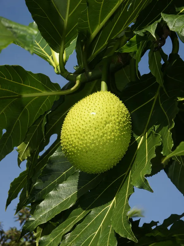 Bread__Fruit_Plant_(Hybrid,_Pack_Of_1)