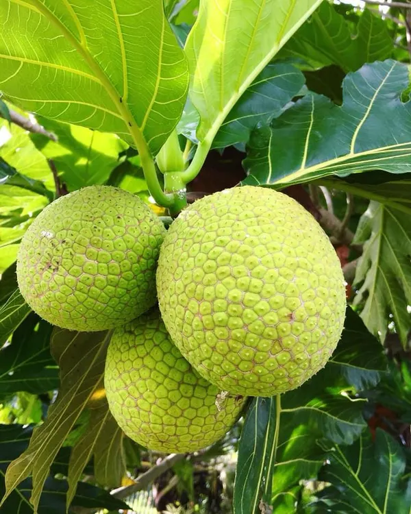 Bread__Fruit_Plant_(Hybrid,_Pack_Of_1)