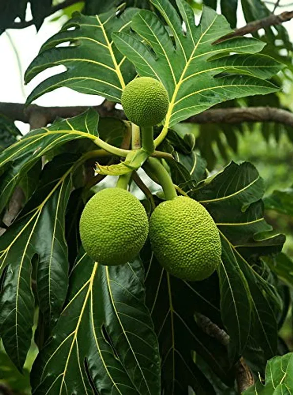 Bread__Fruit_Plant_(Hybrid,_Pack_Of_1)