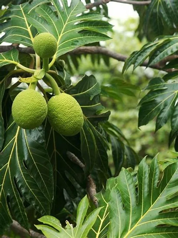 Bread__Fruit_Plant_(Hybrid,_Pack_Of_1)