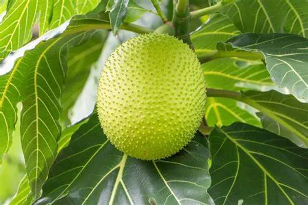 Bread__Fruit_Plant_(Hybrid,_Pack_Of_1)