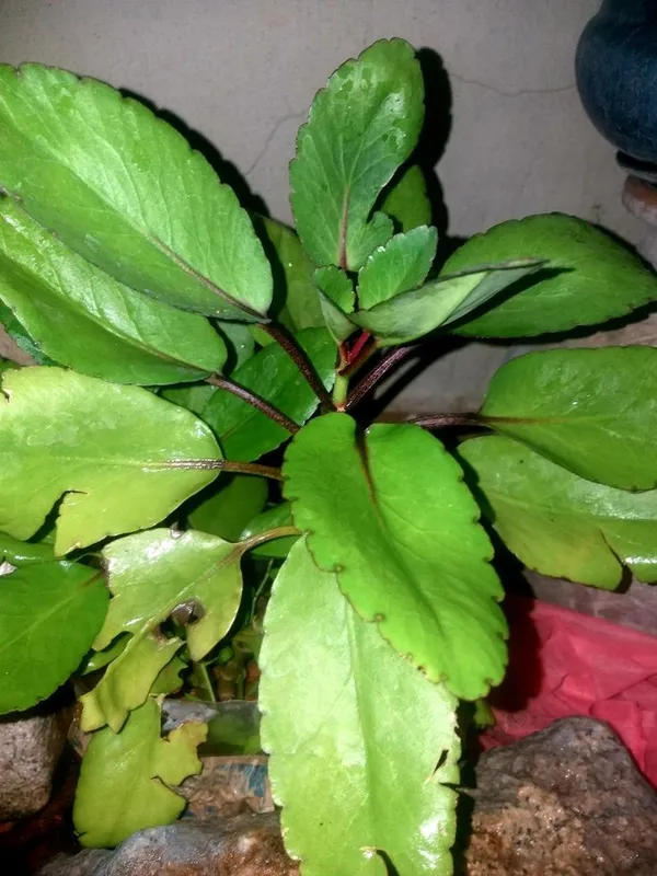 Bryophyllum_Pinnatum/Patharchatta_Plant