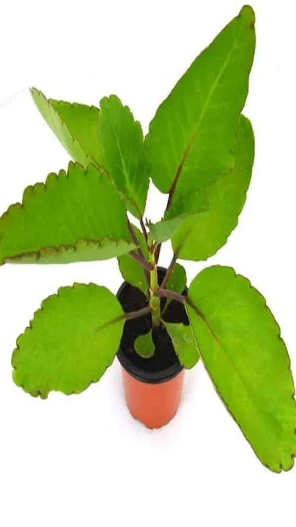 Bryophyllum_Pinnatum/Patharchatta_Plant